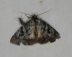 Crioa acronyctoides