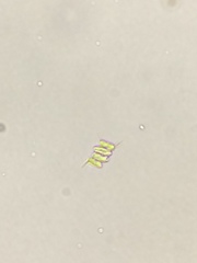 Scenedesmus
