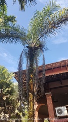 Dypsis madagascariensis