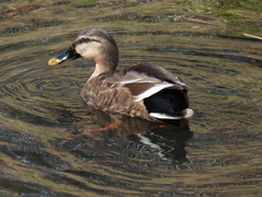 Anas platyrhynchos × zonorhyncha