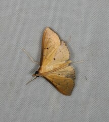 Ectadiosoma straminea