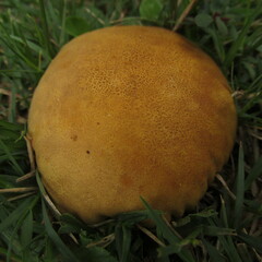 Calvatia rubroflava