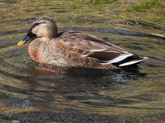 Anas platyrhynchos × zonorhyncha