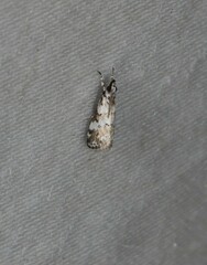 Eurhythma polyzelota