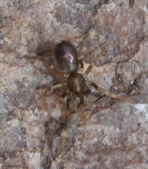 Liophrurillus flavitarsis
