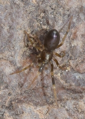 Liophrurillus flavitarsis