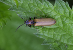 Denticollis linearis