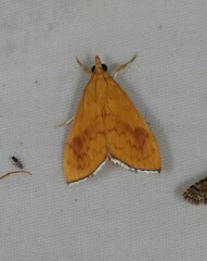 Hyalobathra brevialis