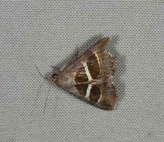 Grammodes quaesita
