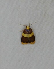 Heterallactis phlogozona
