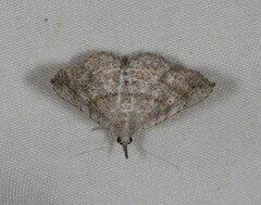 Heterormista modesta