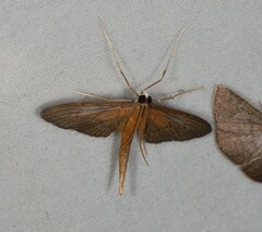 Hymenoptychis sordida