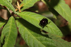 Onthophagus neostenocerus