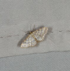Idaea simplex
