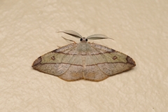 Hypochrosis hyadaria