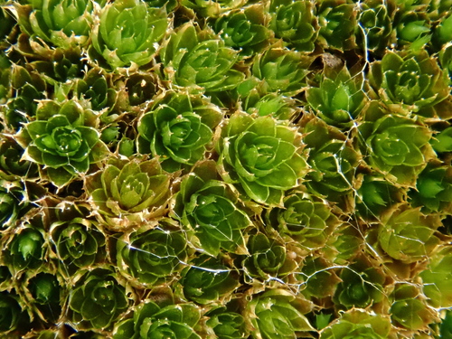 Rosulabryum canariense image