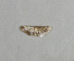 Idaea trypheropa
