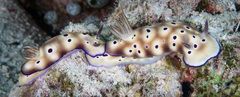 Hypselodoris tryoni