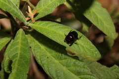 Onthophagus neostenocerus