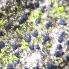 Pseudoschismatomma rufescens