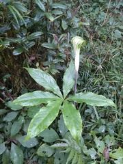 Arisaema leschenaultii