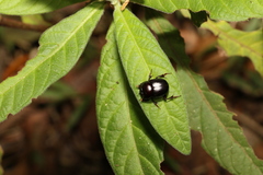 Onthophagus neostenocerus