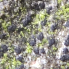 Pseudoschismatomma rufescens