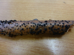 Hypoxylon fuscum