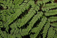Adiantum formosum