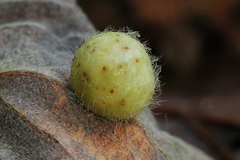 Euura pedunculi