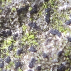 Pseudoschismatomma rufescens