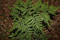 Adiantum formosum