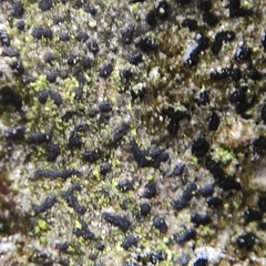 Pseudoschismatomma rufescens