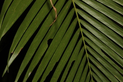 Archontophoenix cunninghamiana