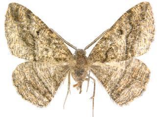 Pterospoda nigrescens