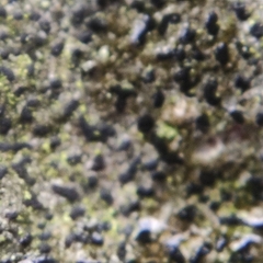 Pseudoschismatomma rufescens