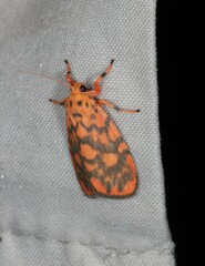 Miltochrista quadrilineata