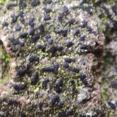 Pseudoschismatomma rufescens