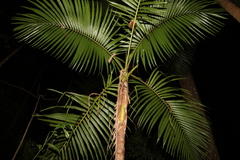 Archontophoenix cunninghamiana