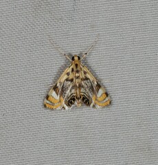 Margarosticha repetitalis