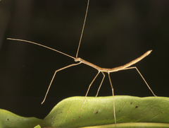 Sipyloidea larryi