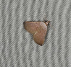 Mataeomera punctilinea