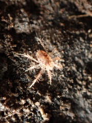 Acariformes
