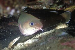Lotella rhacina