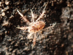 Acariformes
