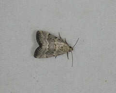 Narangodes