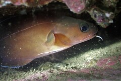 Lotella rhacina