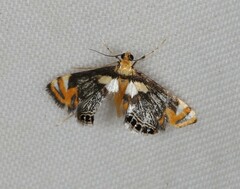 Nymphicula queenslandica