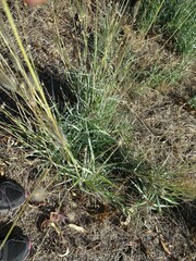 Dichanthium sericeum sericeum