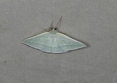 Oenochroma infantilis